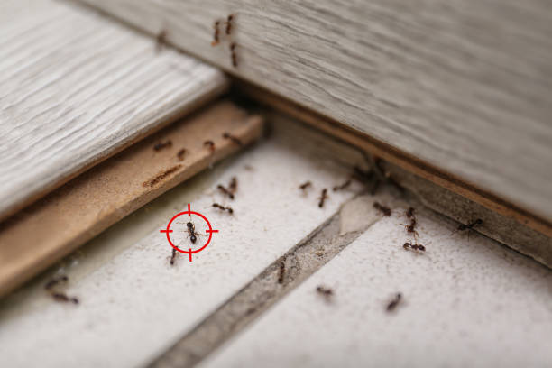 Best Residential Pest Control  in Salunga, PA