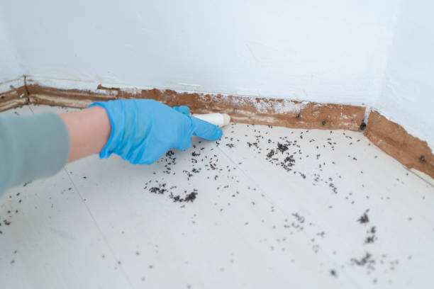Reliable Salunga, PA Pest Control Solutions
